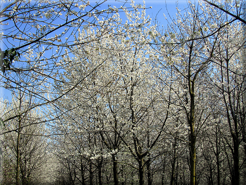 foto Ciliegi in fiore tra i Colli Asolani